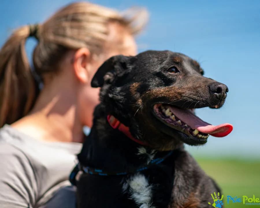 CENT, male 5yo Mixed Breed for adoption at Schronisko Psie Pole