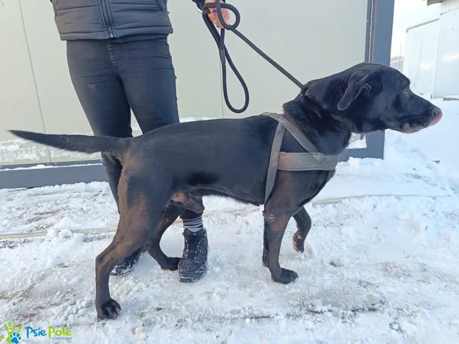 HOLLY – ABIK, senior Mixed Breed for adoption at Schronisko Psie Pole