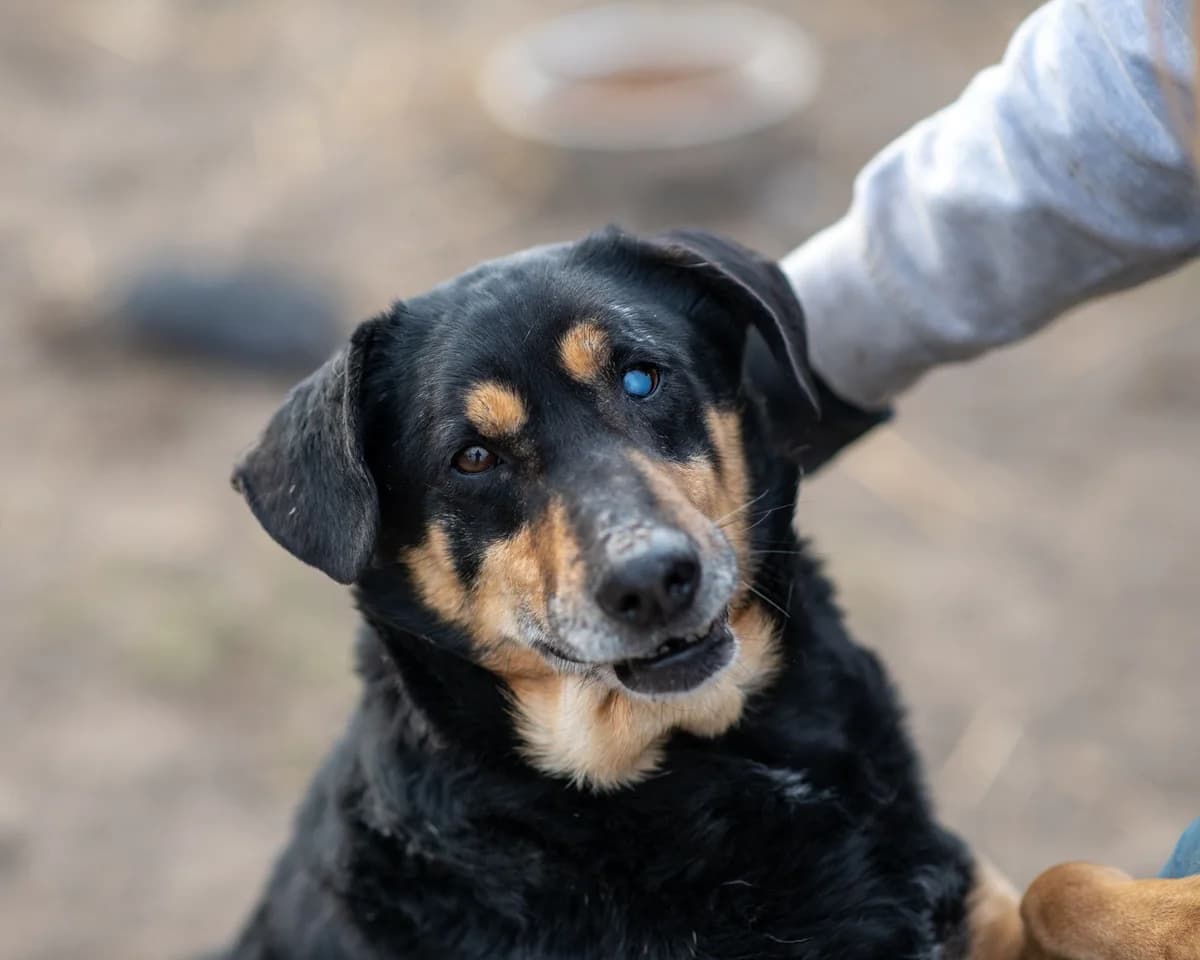 MARS, male senior Mixed Breed for adoption at Schronisko Psie Pole