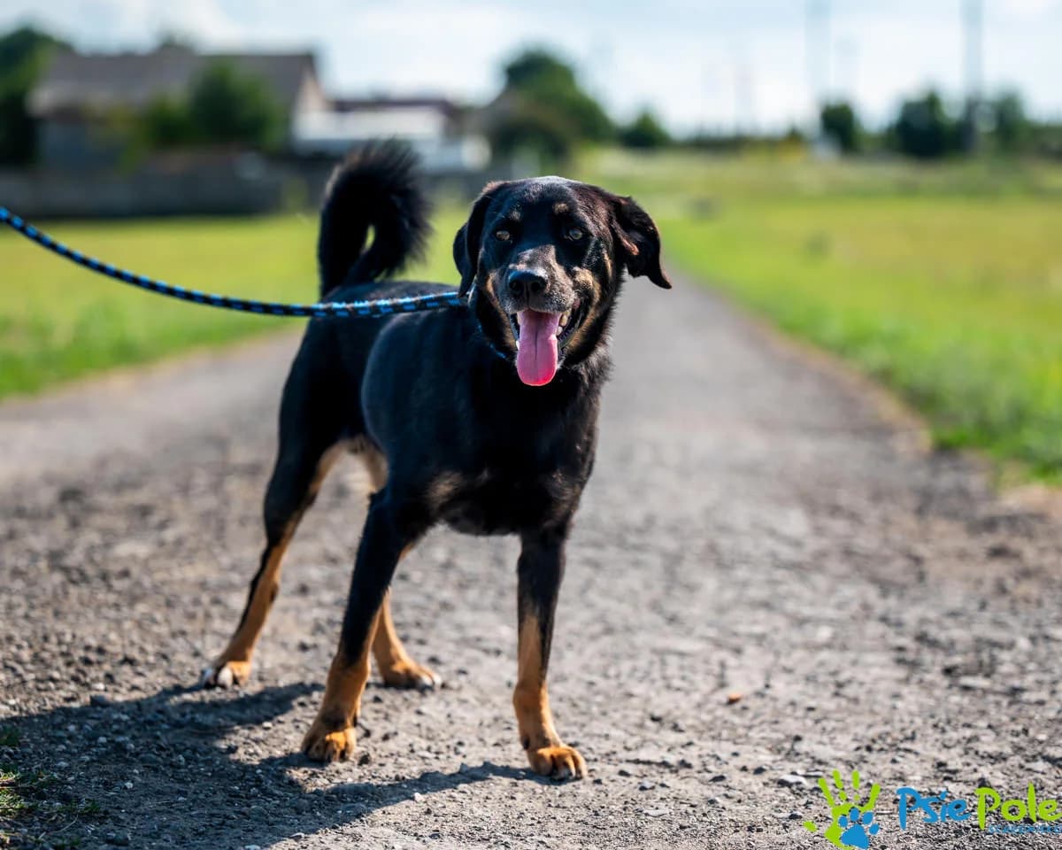 VOCAL, male 4yo Mixed Breed for adoption at Schronisko Psie Pole
