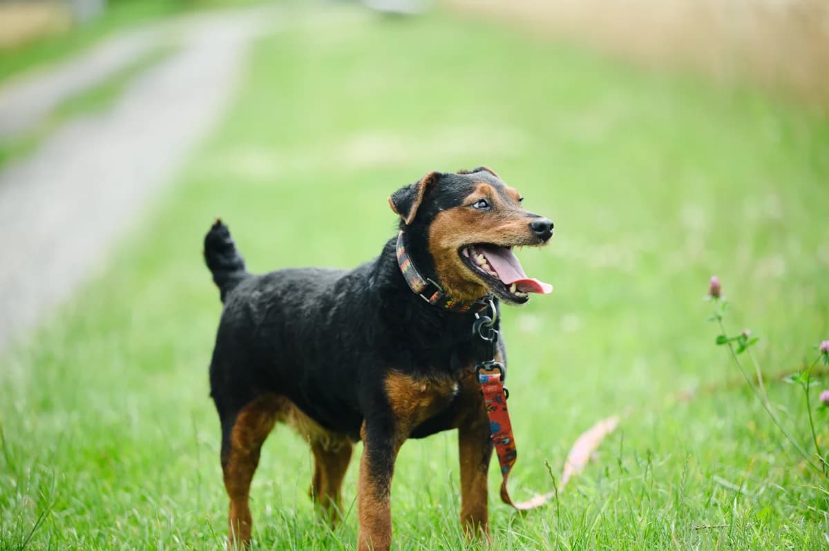TEJKI, male 7yo Mixed Breed for adoption at Schronisko Psie Pole