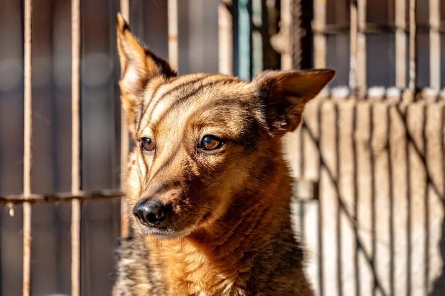 STASIA, female 5yo Mixed Breed for adoption at Schronisko Psie Pole