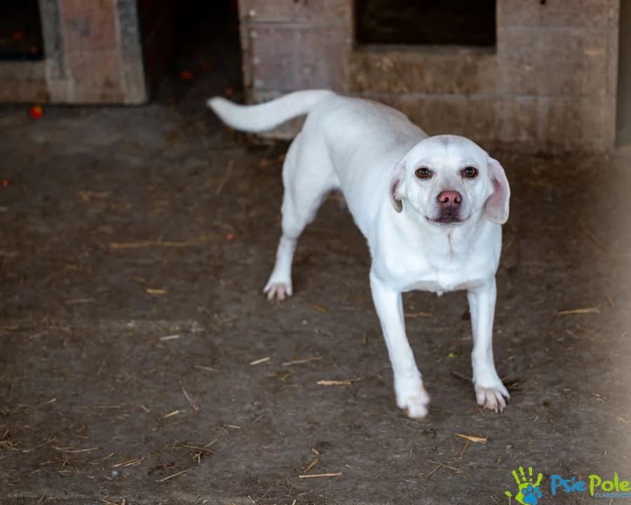 BAFIK, male young Mixed Breed for adoption at Schronisko Psie Pole