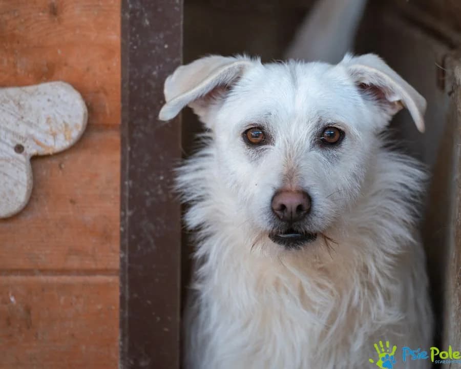 AKCJA, female young Mixed Breed for adoption at Schronisko Psie Pole
