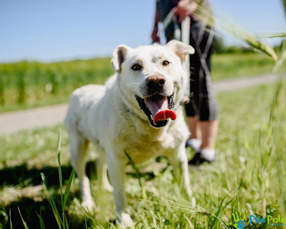 CARLOS, male 4yo Mixed Breed for adoption at Schronisko Psie Pole