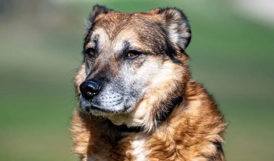PARKER, male 4yo Mixed Breed for adoption at Schronisko Psie Pole