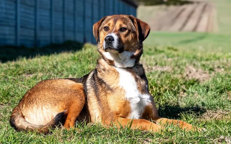 SIMS, male young Mixed Breed for adoption at Schronisko Psie Pole