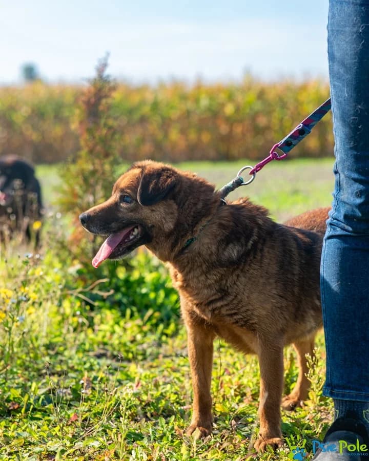 MAJOR, male senior Mixed Breed for adoption at Schronisko Psie Pole