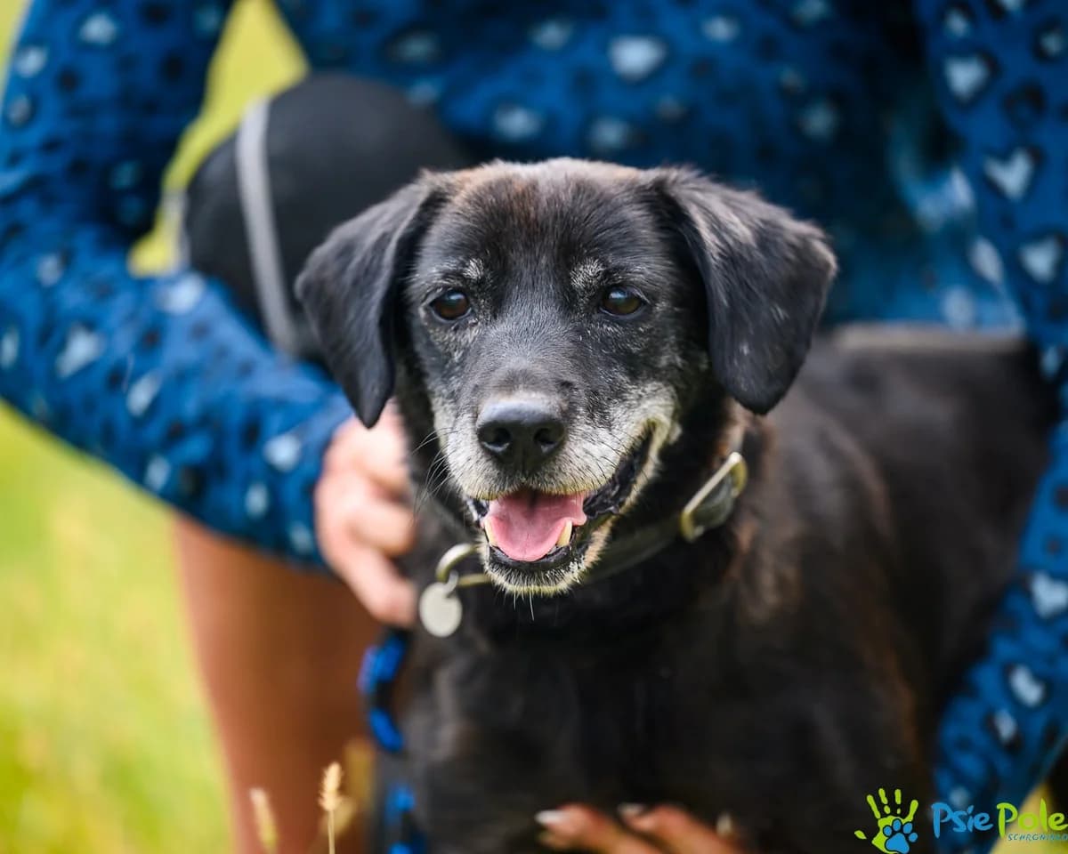 BODZIO z Czernichowa, male senior Mixed Breed for adoption at Schronisko Psie Pole