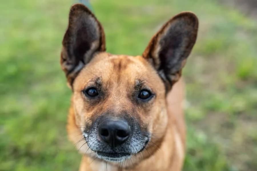RYSZARD, male 4yo Mixed Breed for adoption at Schronisko Psie Pole