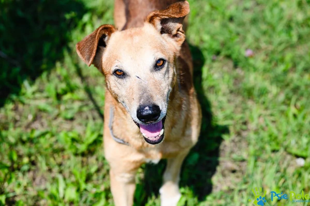NORUΕ, male senior Mixed Breed for adoption at Schronisko Psie Pole