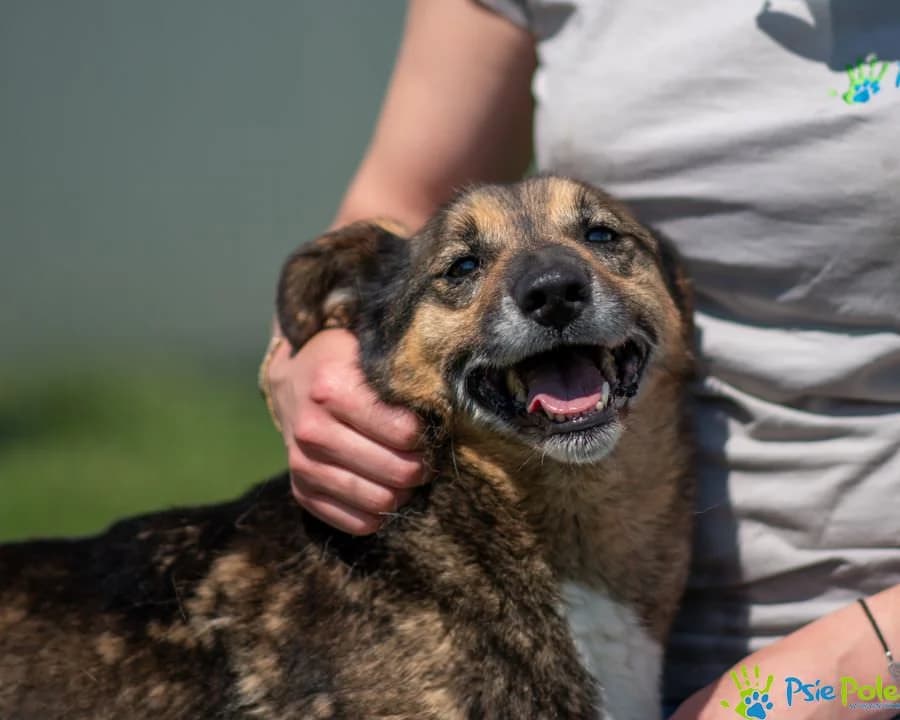 HEROS, male 6yo Mixed Breed for adoption at Schronisko Psie Pole