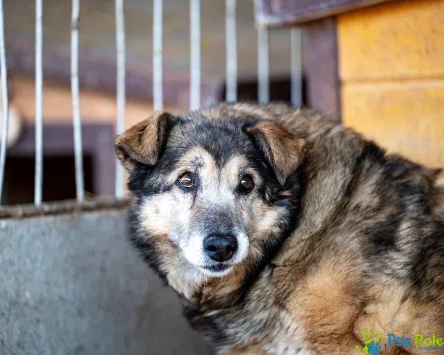 EGO, male senior Mixed Breed for adoption at Schronisko Psie Pole