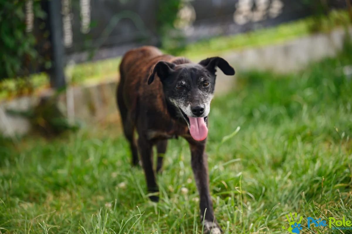 KERMIT, male senior Mixed Breed for adoption at Schronisko Psie Pole