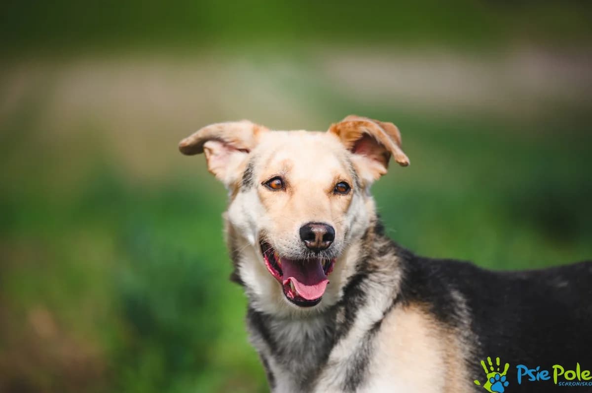 MAJK, male 5yo Mixed Breed for adoption at Schronisko Psie Pole