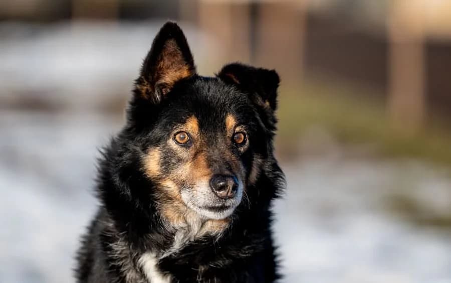 FRYC, male senior Mixed Breed for adoption at Schronisko Psie Pole