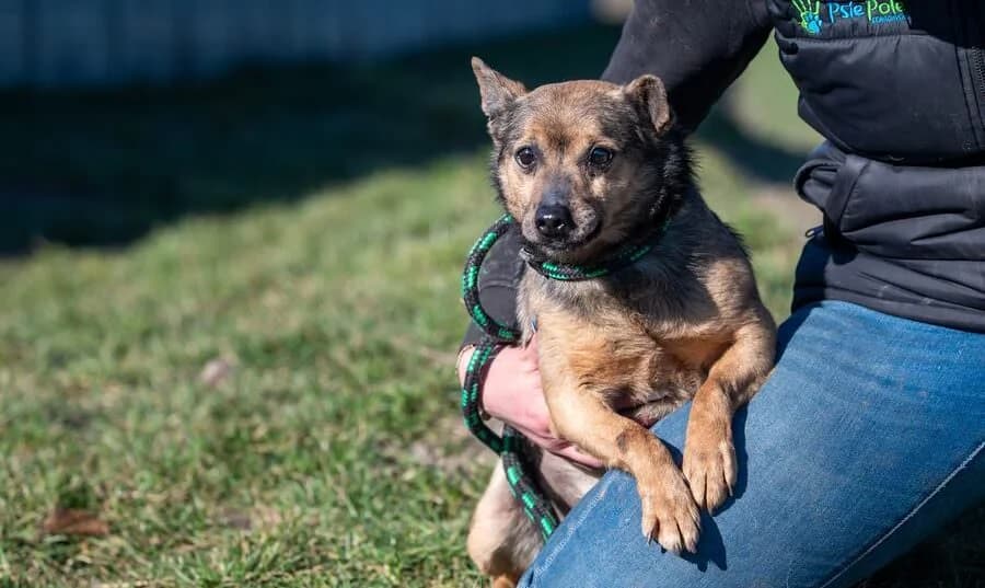 ZEWIK, male 7yo Mixed Breed for adoption at Schronisko Psie Pole