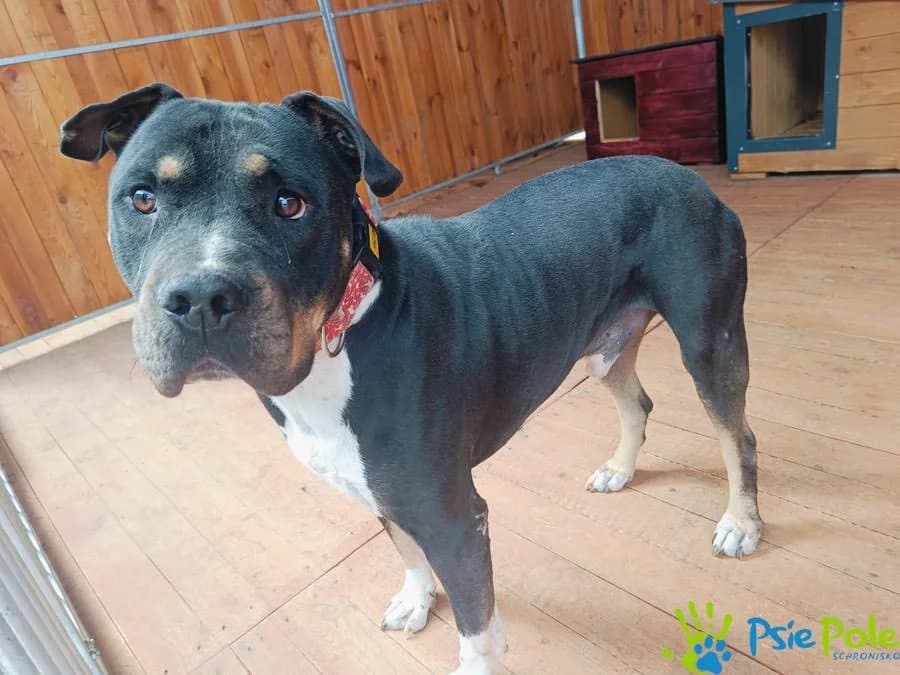 ADONIS, male 5yo Mixed Breed for adoption at Schronisko Psie Pole