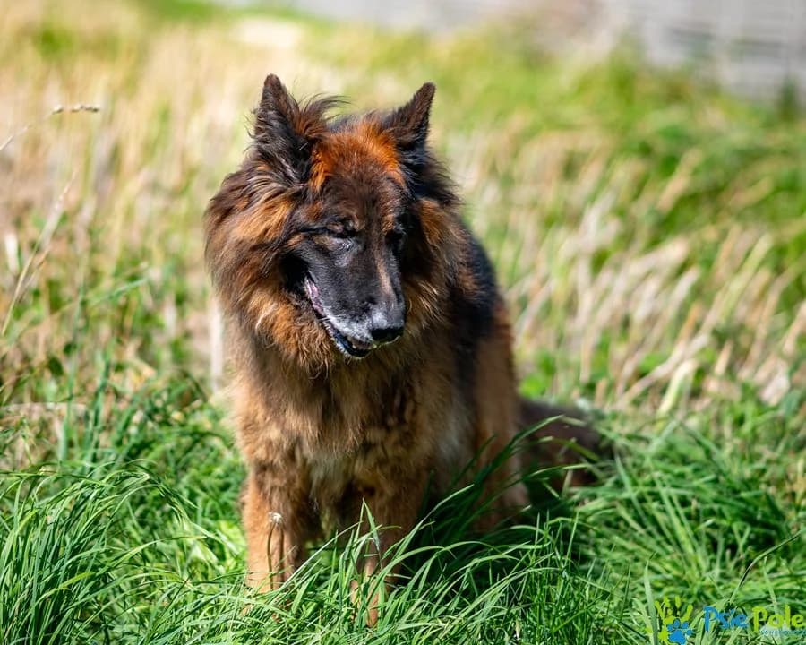 TAKT, male 7yo Mixed Breed for adoption at Schronisko Psie Pole