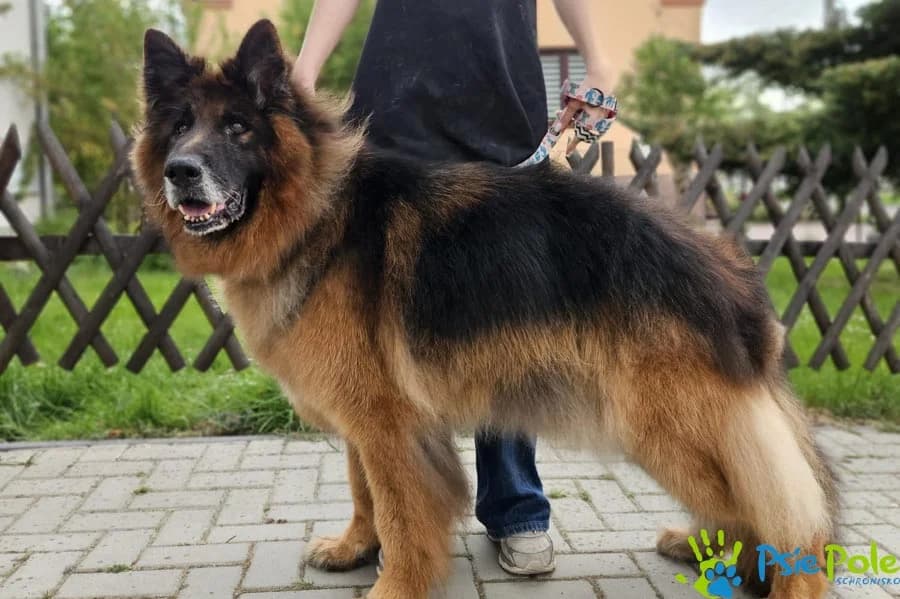 TAKT, male 7yo Mixed Breed for adoption at Schronisko Psie Pole