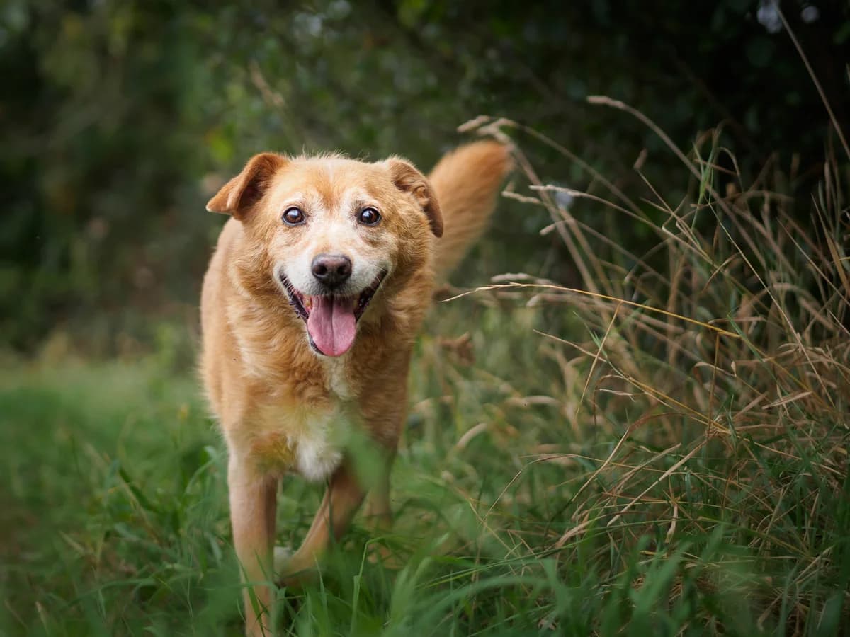 PREZES, male senior Mixed Breed for adoption at Schronisko Psie Pole