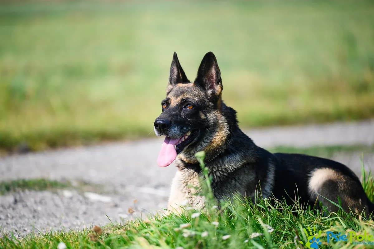 RYTMIKA, female senior Mixed Breed for adoption at Schronisko Psie Pole