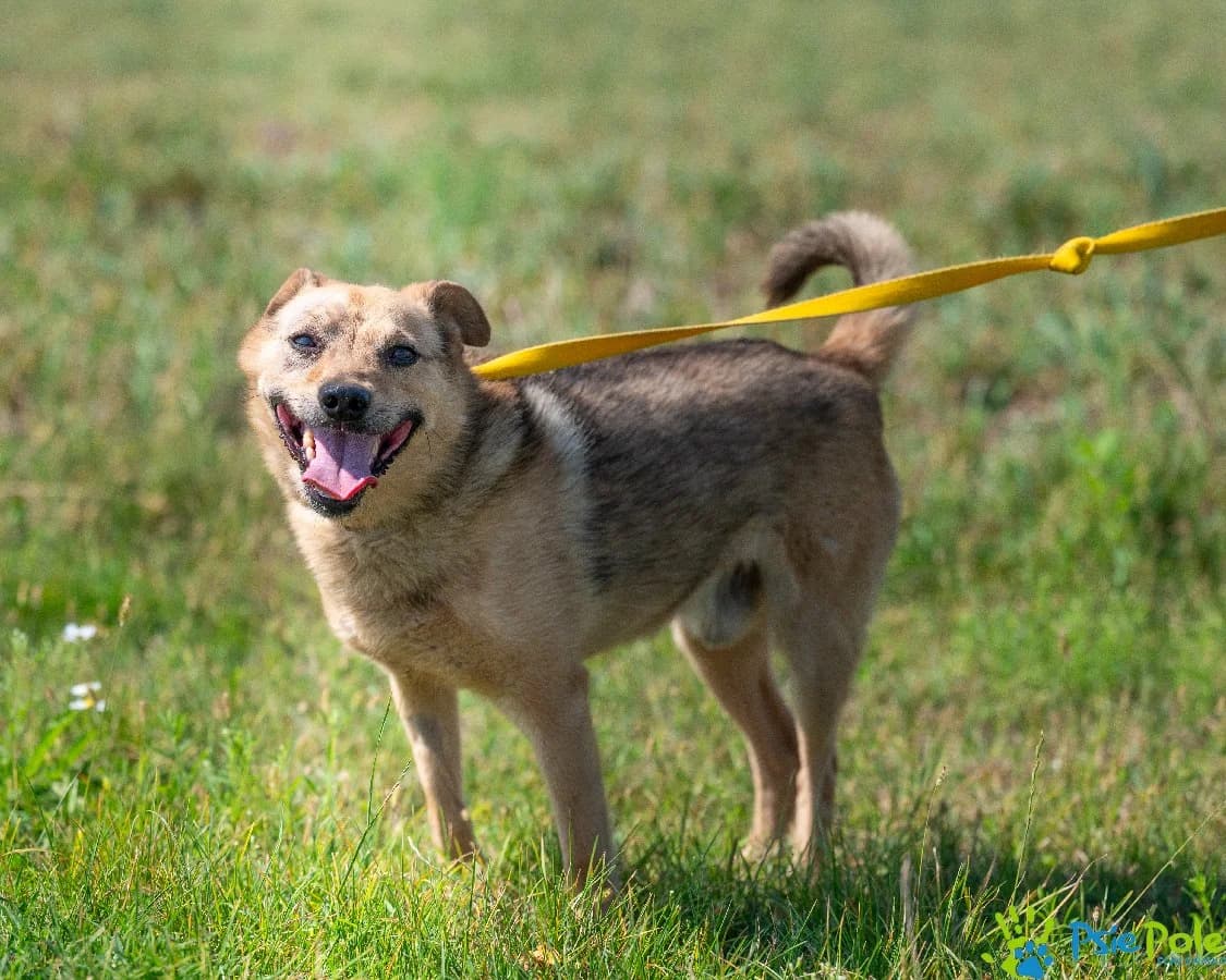 CZESIO, male 6yo Mixed Breed for adoption at Schronisko Psie Pole