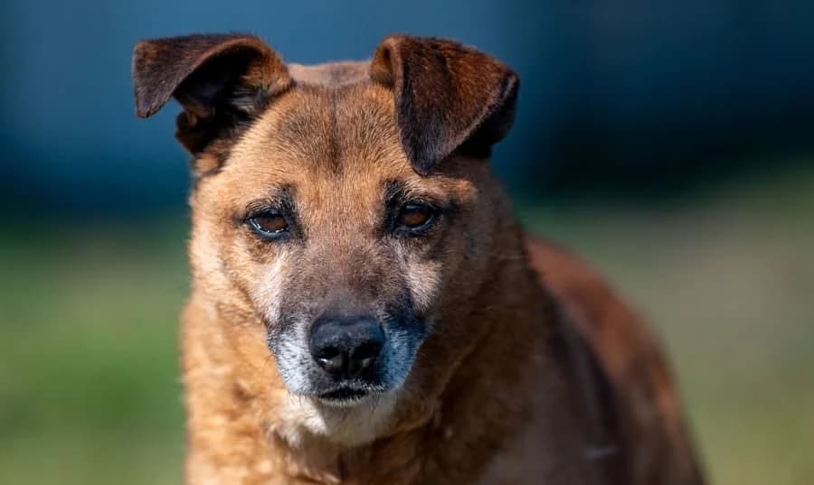 PYPEĆ, male senior Mixed Breed for adoption at Schronisko Psie Pole