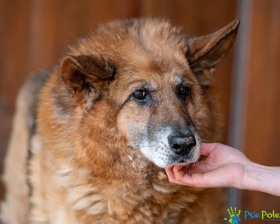 MIŁODZIAD, male senior Mixed Breed for adoption at Schronisko Psie Pole