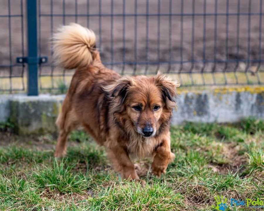 GAJUSZ, male senior Mixed Breed for adoption at Schronisko Psie Pole