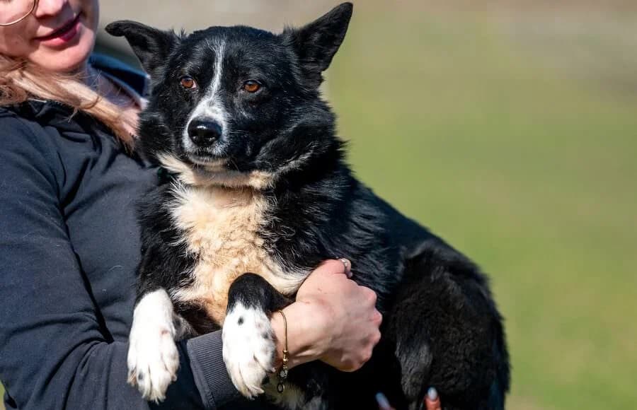 MIDWAY, male young Mixed Breed for adoption at Schronisko Psie Pole