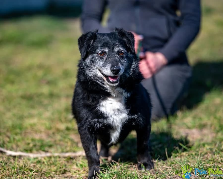 EDMUND, male senior Mixed Breed for adoption at Schronisko Psie Pole