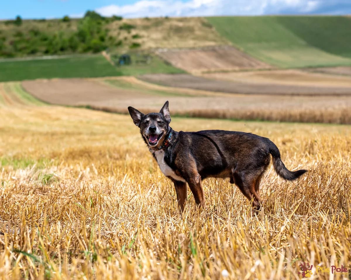 KOBEK, male senior Mixed Breed for adoption at Schronisko Psie Pole