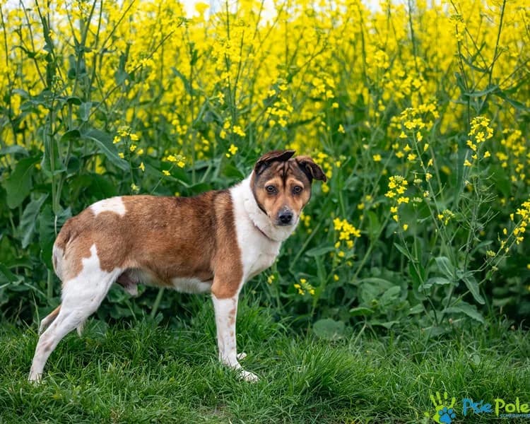 MAZGAJ, male 5yo Mixed Breed for adoption at Schronisko Psie Pole