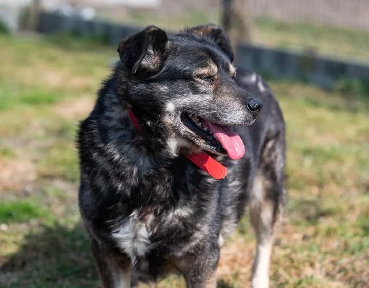 NAPOLEON, male 4yo Mixed Breed for adoption at Schronisko Psie Pole