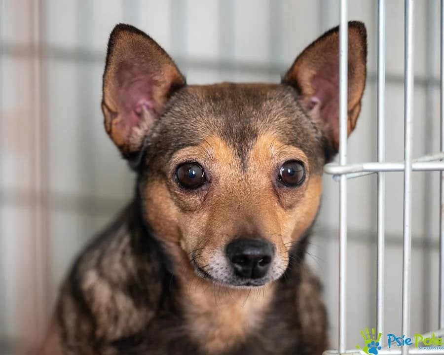 PRETTY, female senior Mixed Breed for adoption at Schronisko Psie Pole