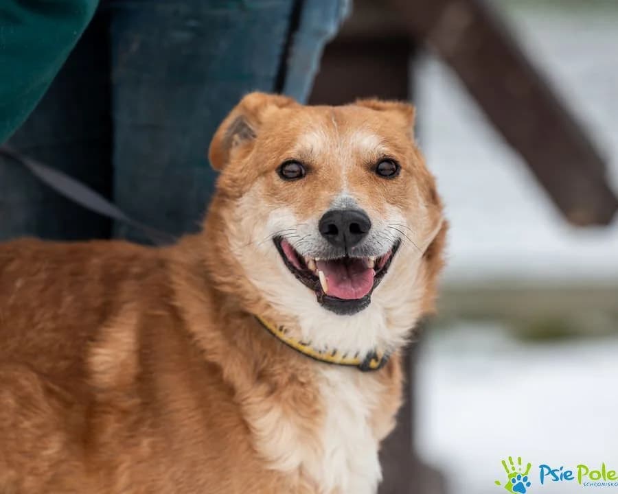 TOKAR, male senior Mixed Breed for adoption at Schronisko Psie Pole