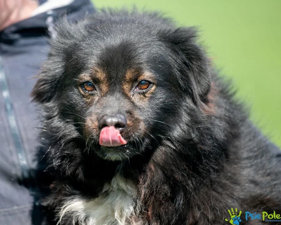 NERWUSEK, male senior Mixed Breed for adoption at Schronisko Psie Pole