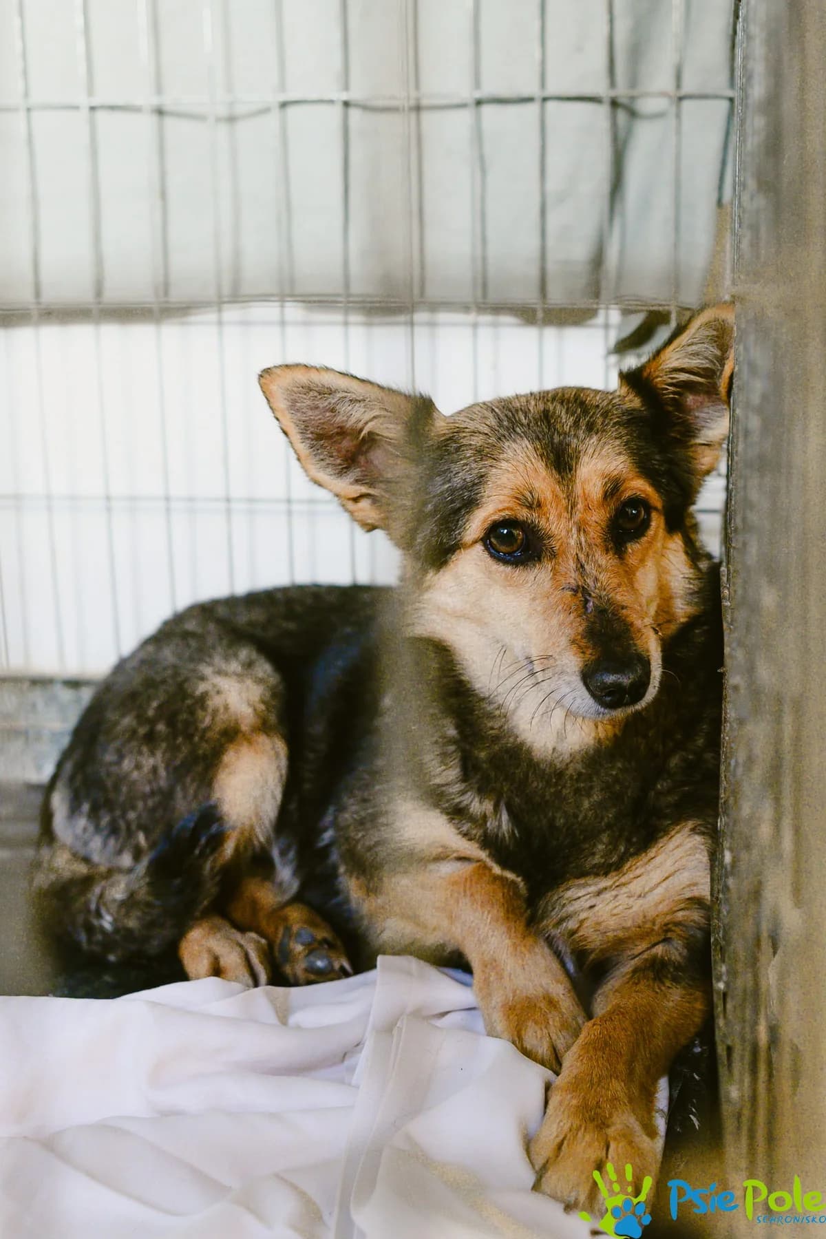 OKRUSIA, female 5yo Mixed Breed for adoption at Schronisko Psie Pole