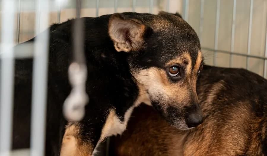 ELINA, female 4yo Mixed Breed for adoption at Schronisko Psie Pole