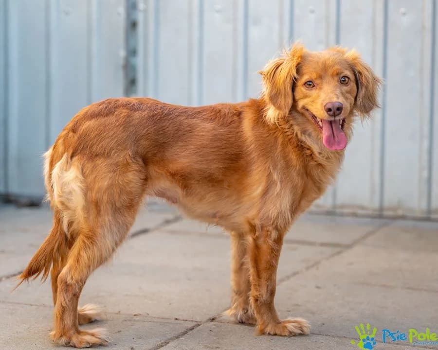 KINIA, female 4yo Mixed Breed for adoption at Schronisko Psie Pole