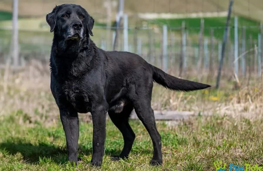 DOLARS, male young Mixed Breed for adoption at Schronisko Psie Pole