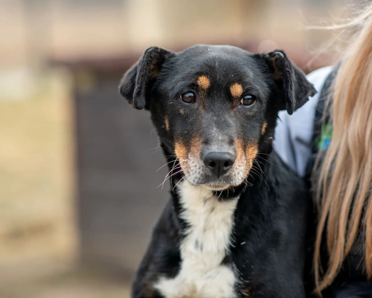 GRAWER, male senior Mixed Breed for adoption at Schronisko Psie Pole