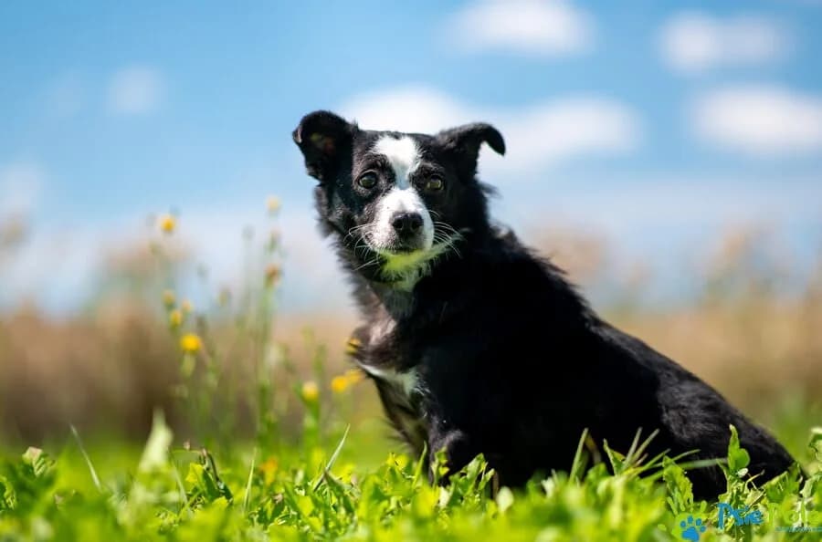 KORSA, female 5yo Mixed Breed for adoption at Schronisko Psie Pole