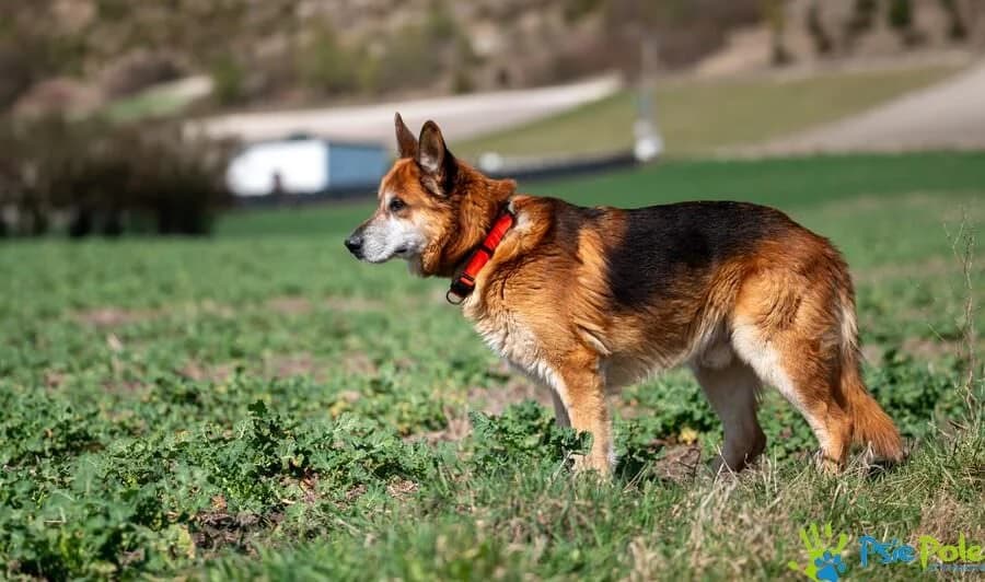 SOPRAN, male senior Mixed Breed for adoption at Schronisko Psie Pole