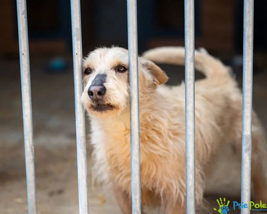 RICCI, male 3yo Mixed Breed for adoption at Schronisko Psie Pole