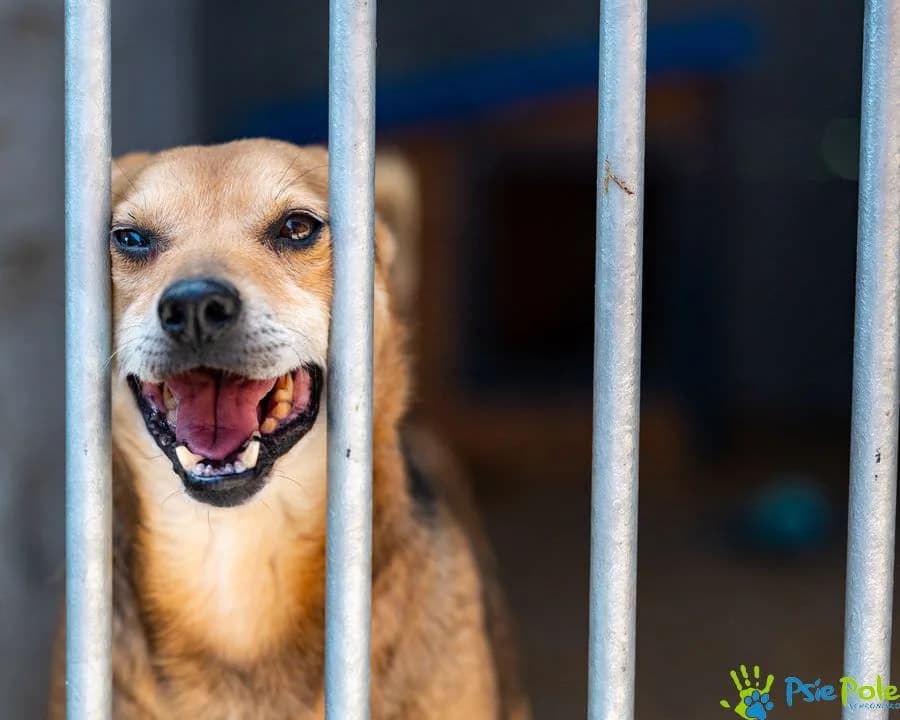 EGON, male 6yo Mixed Breed for adoption at Schronisko Psie Pole