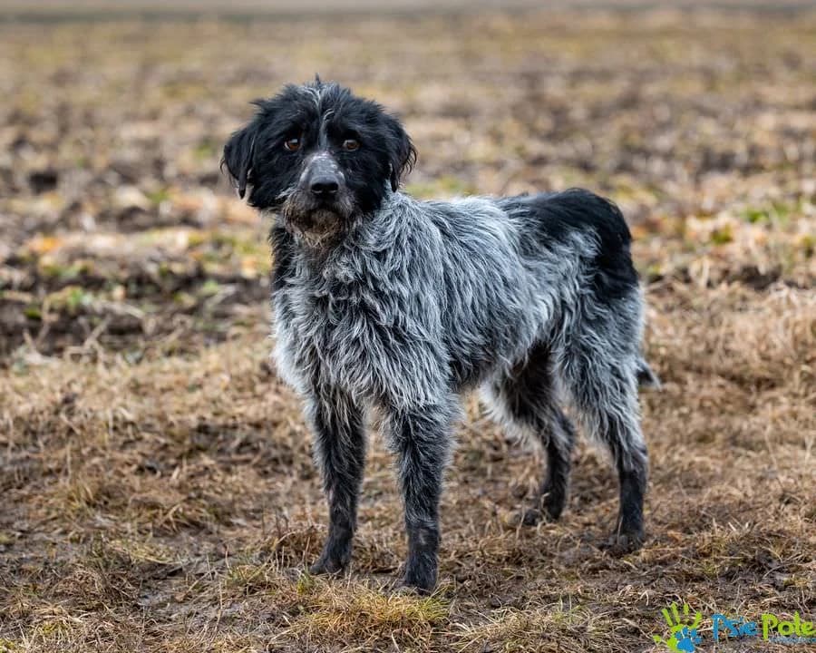 MOZART, male young Mixed Breed for adoption at Schronisko Psie Pole