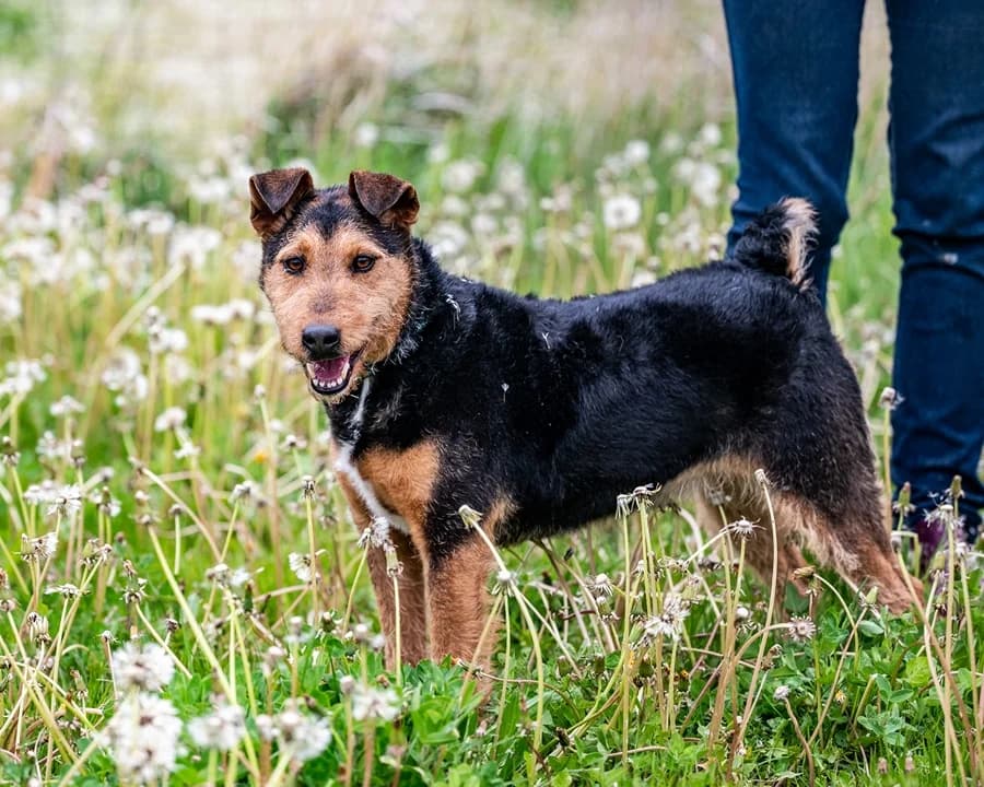 AFERA, female 5yo Mixed Breed for adoption at Schronisko Psie Pole