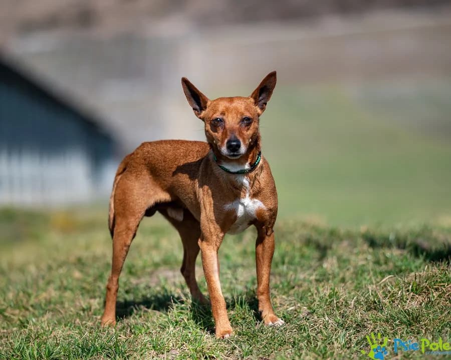 KURIEREK, male 3yo Mixed Breed for adoption at Schronisko Psie Pole